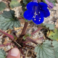 Phacelia campanularia