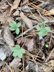Potentilla canadensis