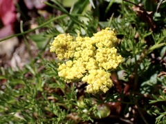 Lomatium