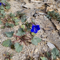 Phacelia campanularia