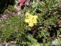 Lomatium