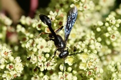 Isodontia auripes