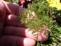 Lomatium