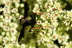 Isodontia auripes