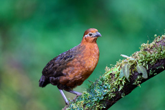 Odontophorus hyperythrus