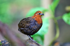 Odontophorus hyperythrus