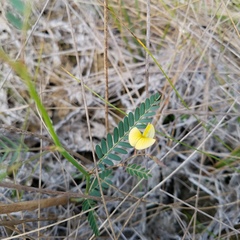 Aeschynomene pratensis