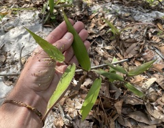 Dichanthelium commutatum commutatum