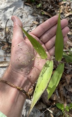 Dichanthelium commutatum commutatum