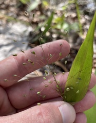 Dichanthelium commutatum commutatum