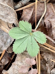 Potentilla canadensis