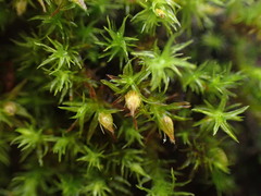 Orthotrichum pulchellum