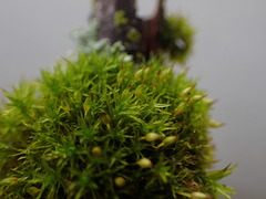 Orthotrichum pulchellum