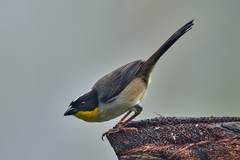 Atlapetes albinucha