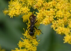 Anoplius semicinctus