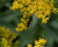 Anoplius semicinctus