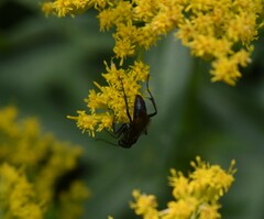 Anoplius semicinctus