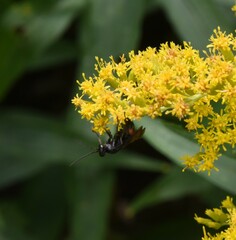 Anoplius semicinctus