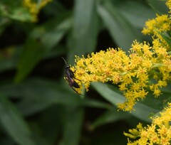 Anoplius semicinctus