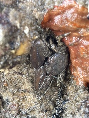 Petrolisthes manimaculis