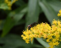 Anoplius semicinctus