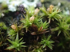 Orthotrichum pulchellum