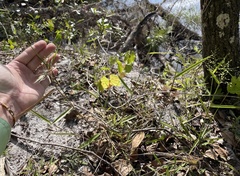 Dichanthelium equilaterale