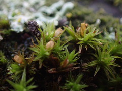 Orthotrichum pulchellum