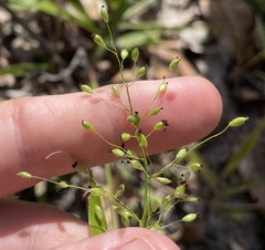 Dichanthelium equilaterale