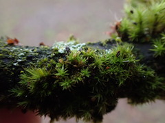 Orthotrichum pulchellum