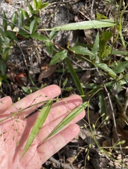 Dichanthelium equilaterale