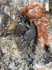 Petrolisthes manimaculis