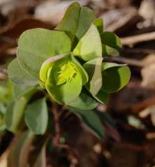 Euphorbia commutata