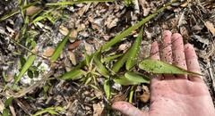 Dichanthelium commutatum commutatum