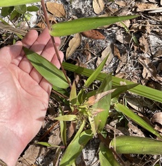 Dichanthelium commutatum commutatum