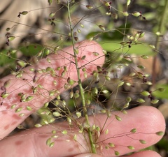 Dichanthelium commutatum commutatum