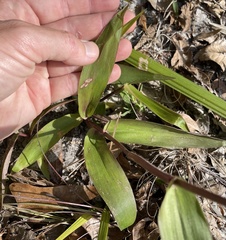 Dichanthelium commutatum commutatum