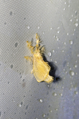 Acraga citrina