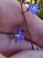 Lobelia feayana