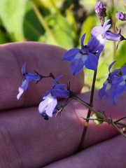 Lobelia feayana