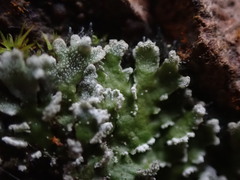 Physconia perisidiosa