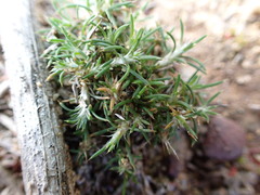 Cardionema ramosissimum