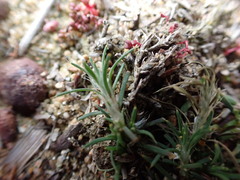 Cardionema ramosissimum