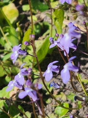 Lobelia feayana