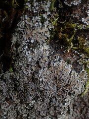 Physconia perisidiosa