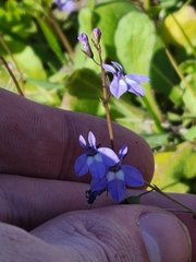 Lobelia feayana
