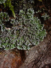 Physconia perisidiosa