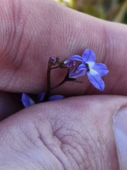 Lobelia feayana