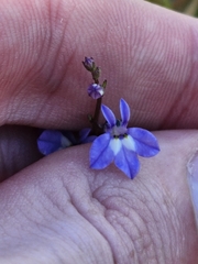 Lobelia feayana