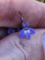 Lobelia feayana
